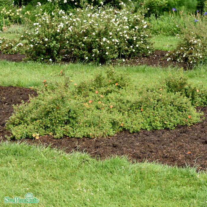 Dasiphora (Fruticosa) 'Red Ace' Busk C3,4