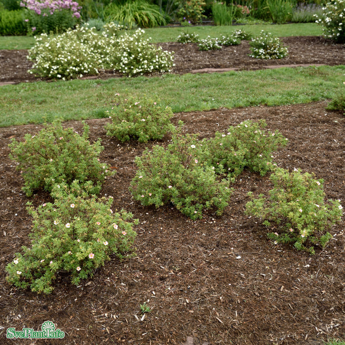 Dasiphora (Fruticosa) 'Bellissima' Busk C5