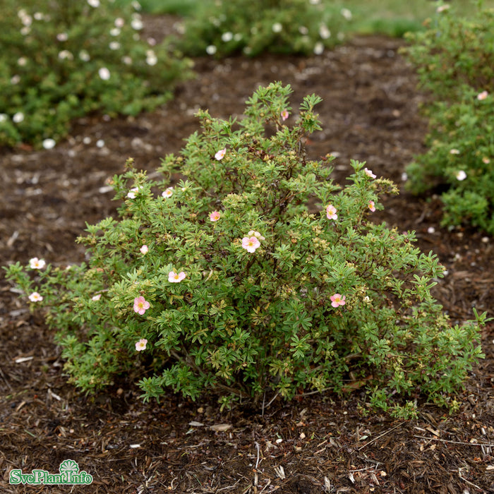 Dasiphora (Fruticosa) 'Bellissima' Busk C5