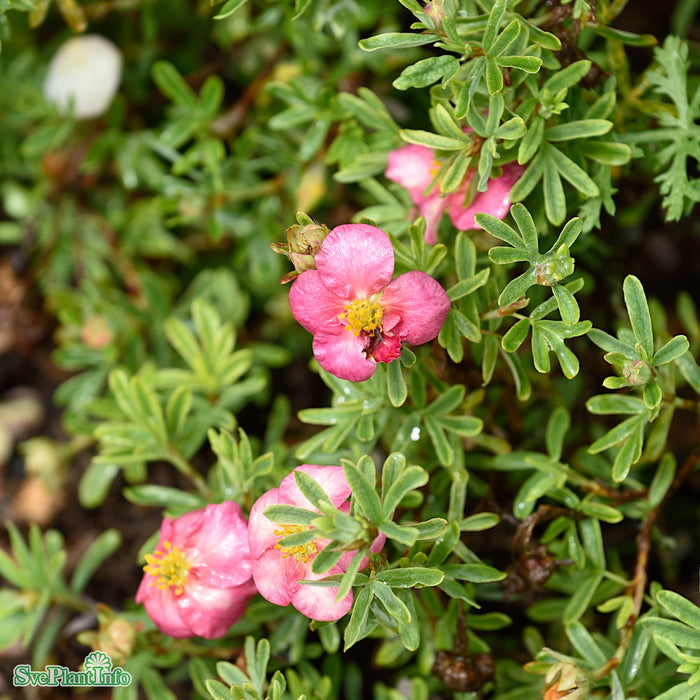 Dasiphora (Fruticosa) 'Bellissima' Busk C5