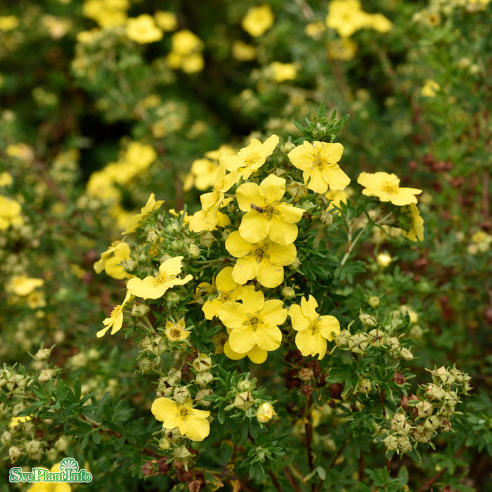 Potentilla fruticosa 'Dakota Sunspot' Busk C4,5