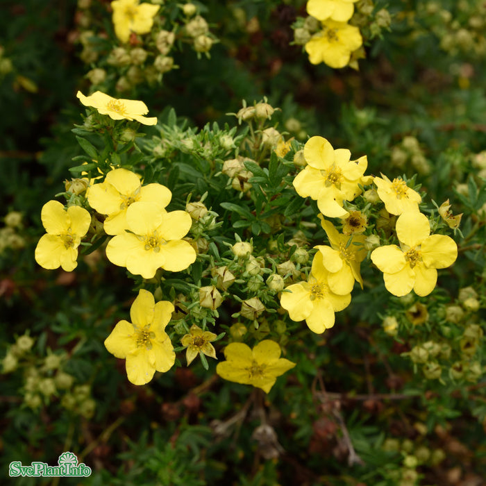 Potentilla fruticosa 'Dakota Sunspot' Busk C4,5