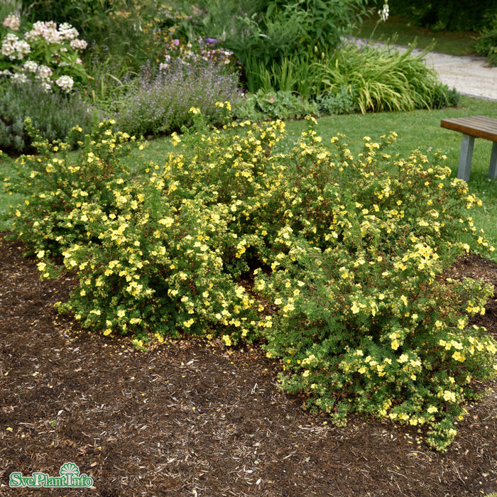 Potentilla fruticosa 'Dakota Sunspot' Busk C4,5