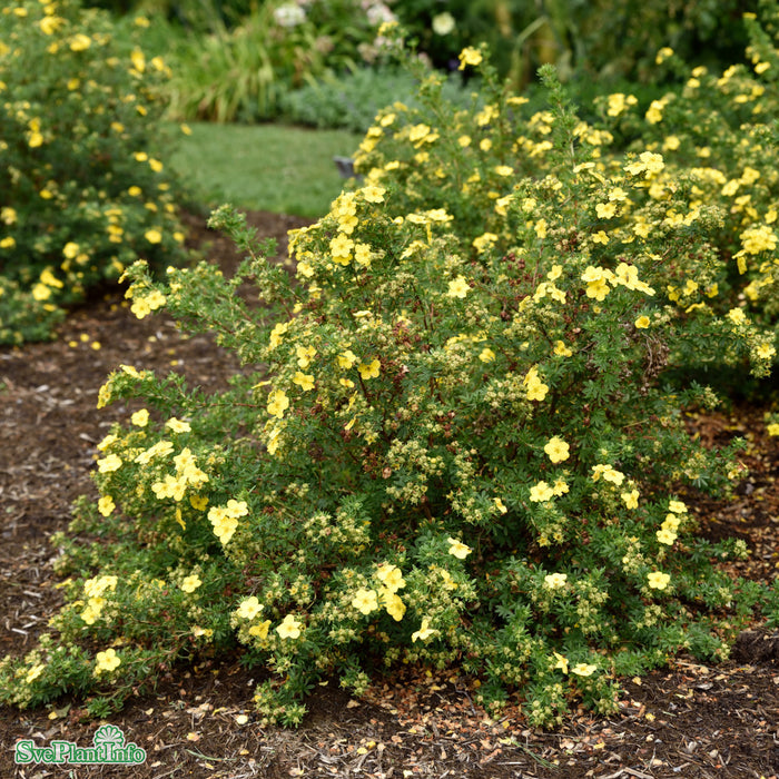 Potentilla fruticosa 'Dakota Sunspot' Busk C4,5