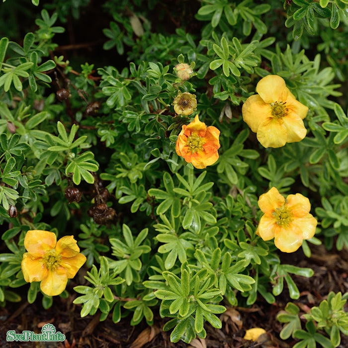 Potentilla fruticosa 'Mango Tango' Busk C4,5