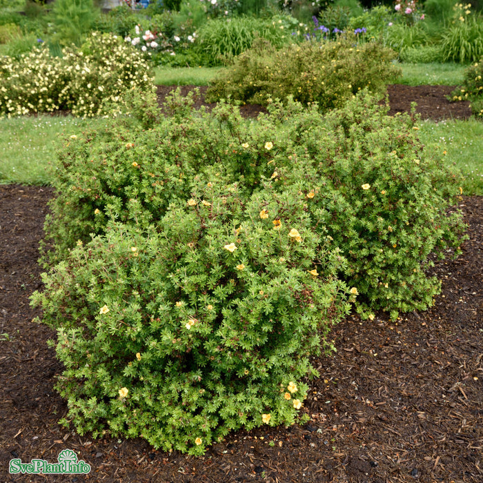 Potentilla fruticosa 'Mango Tango' Busk C4,5