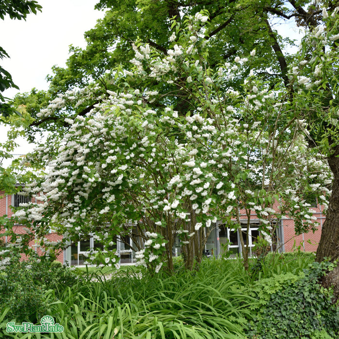 Deutzia scabra 'Plena' Solitär C6,5 60-80cm