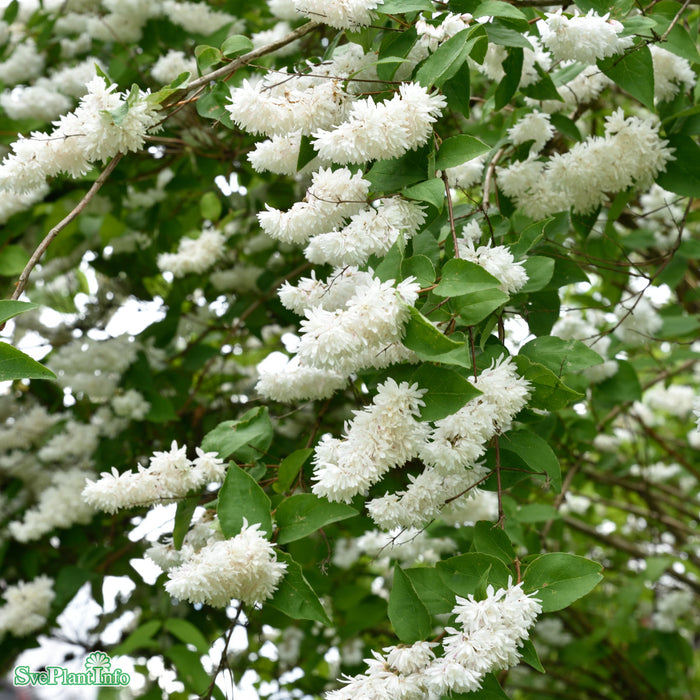 Deutzia scabra 'Plena' Busk C4,5 60-80cm