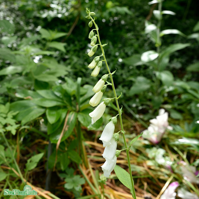 Digitalis purpurea 'Alba' A-kval