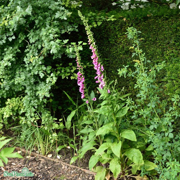 Digitalis purpurea 'Rosa' A-kval