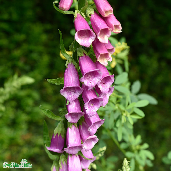Digitalis purpurea 'Rosa' A-kval