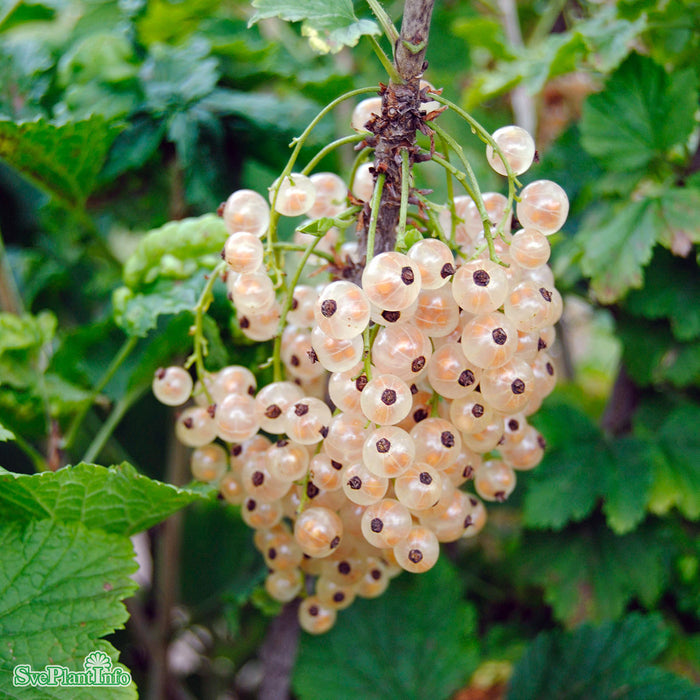 Ribes (Vita Vinbär) 'Piikkiön Helmi' C3,5