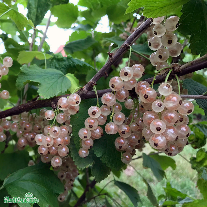 Ribes (Vita Vinbär) 'Piikkiön Helmi' C3,5