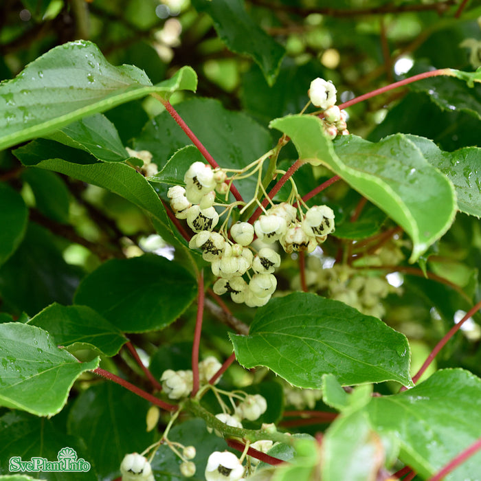 Actinidia (Minikiwi) 'Tage' A-kval C2