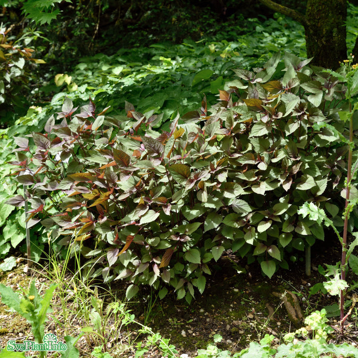 Ageratina altissima 'Chocolate'