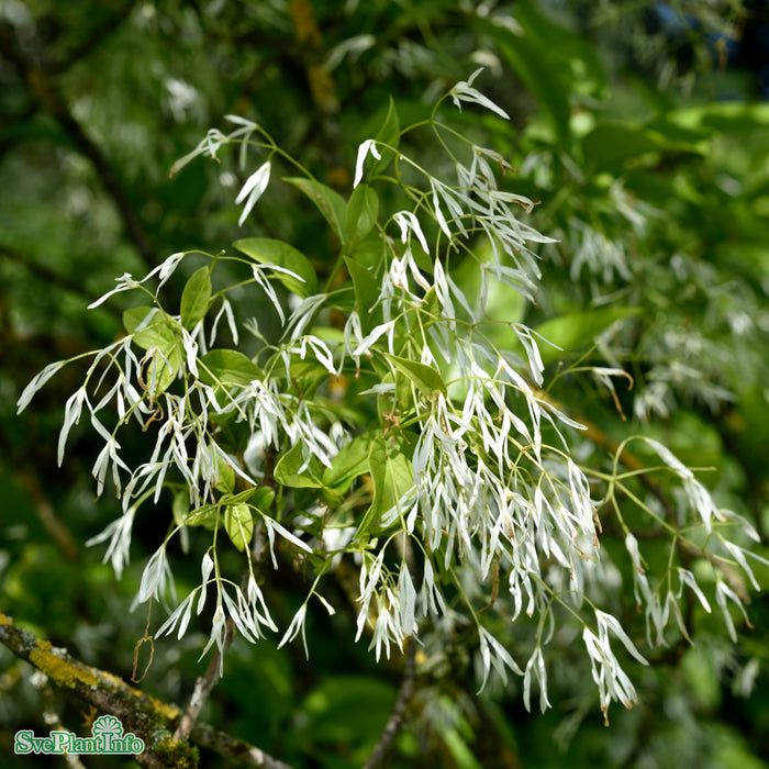 Chionanthus virginicus C20 80-100cm