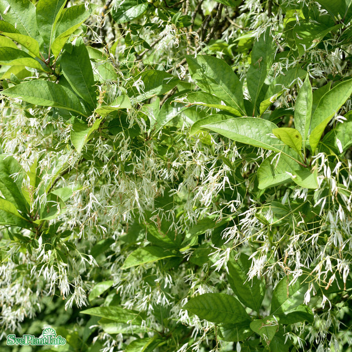 Chionanthus virginicus C20 80-100cm