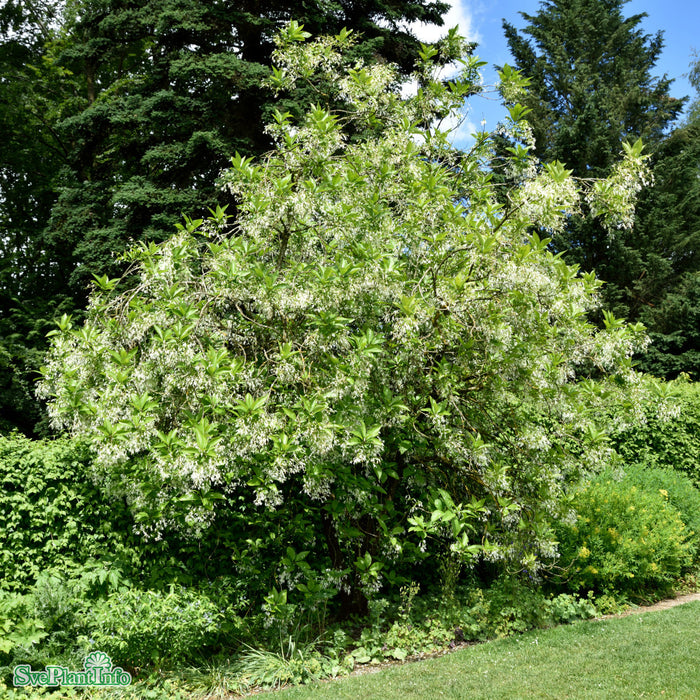 Chionanthus virginicus C20 80-100cm
