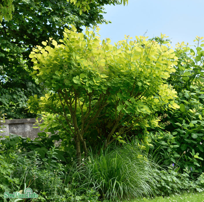 Cotinus coggygria 'Golden Lady' Solitär C10 60-80cm