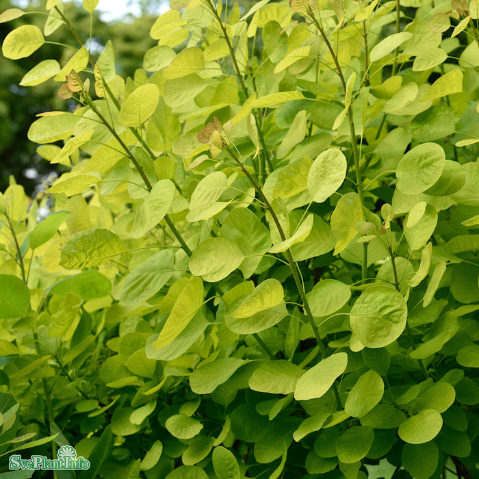 Cotinus coggygria 'Golden Lady' C4,5 40-60cm