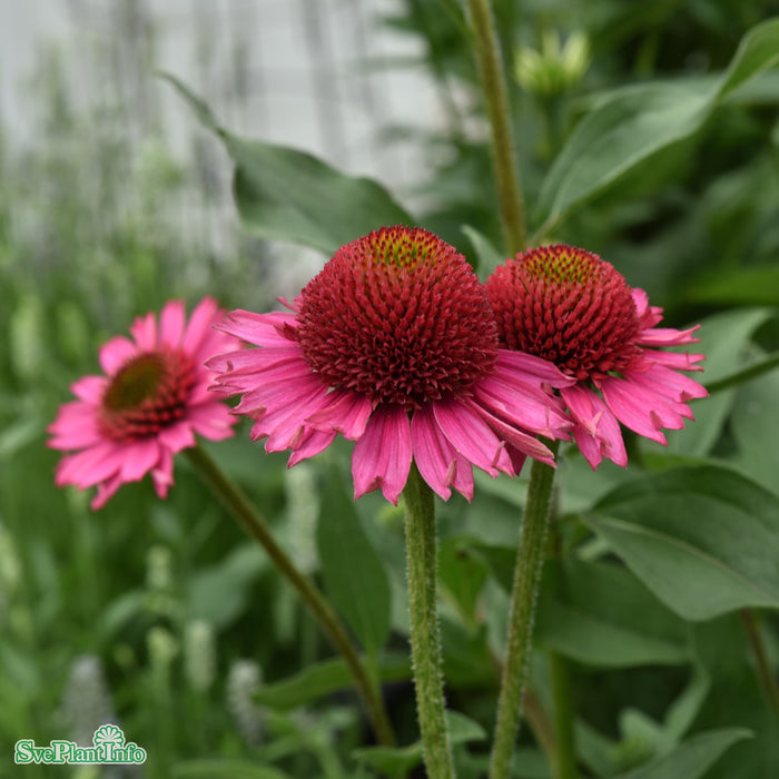 Echinacea purpurea 'Delicious Candy' A-kval C2,8