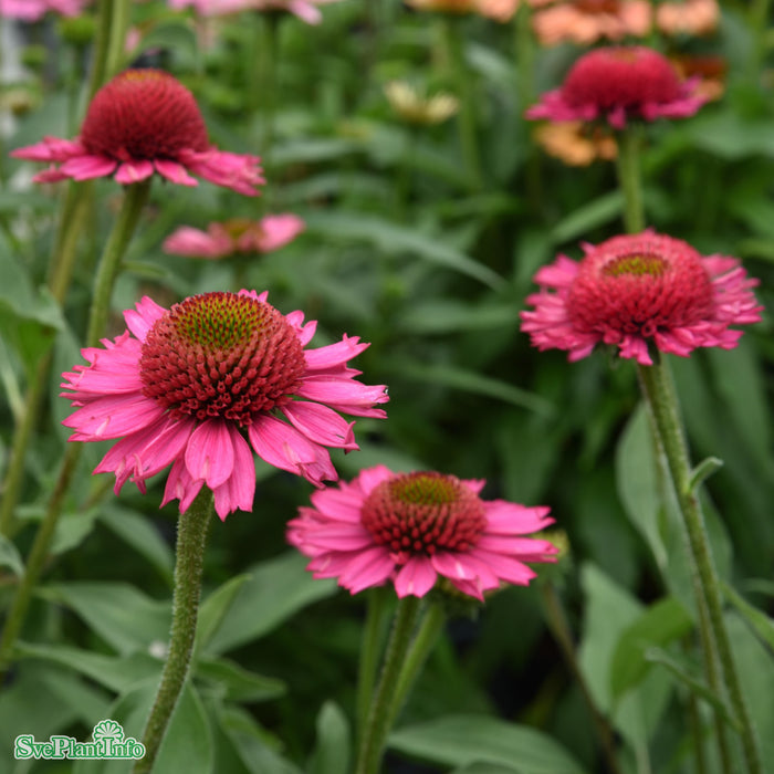 Echinacea purpurea 'Delicious Candy' A-kval C2,8