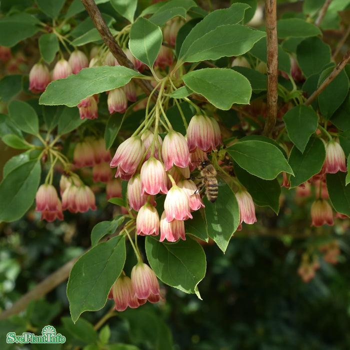 Enkianthus campanulatus Solitär C20 100-125cm