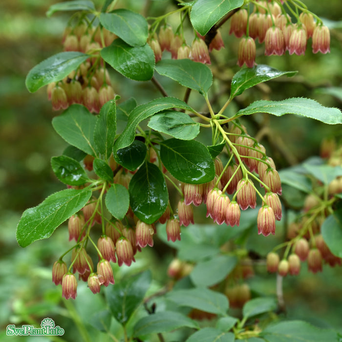 Enkianthus campanulatus Solitär C20 100-125cm