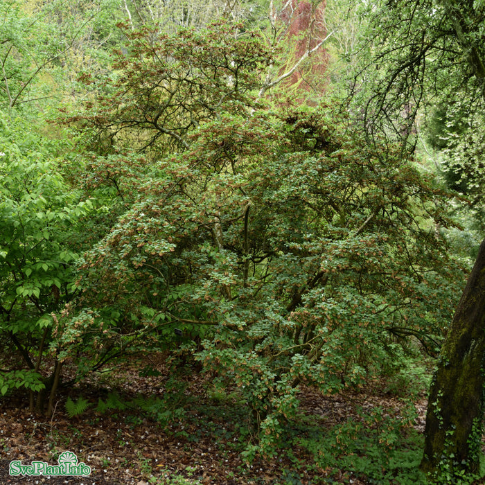 Enkianthus campanulatus Co 50-60cm