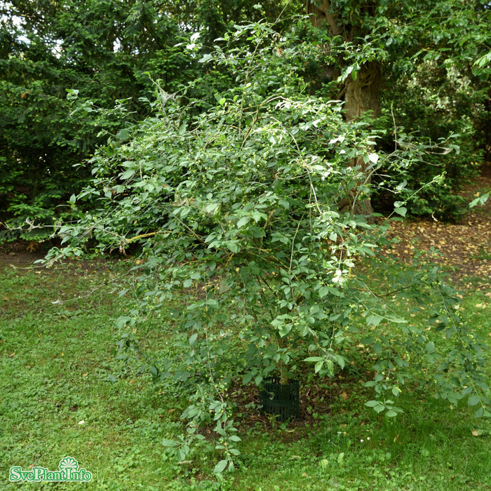 Euonymus europaeus 'Red Cascade' Solitär C12 100-125cm