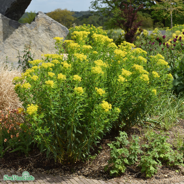 Euphorbia palustris A-kval