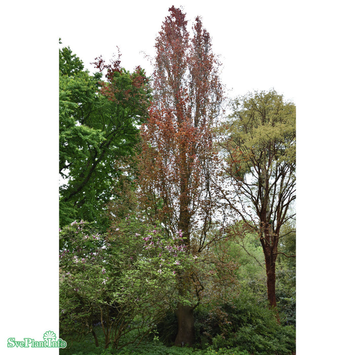 Fagus sylvatica 'Dawyck Purple' C15 175-200cm