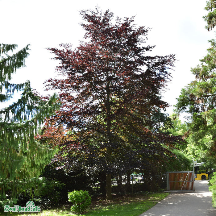 Fagus sylvatica 'Purpurea Latifolia' Ungträd 175-200cm Co
