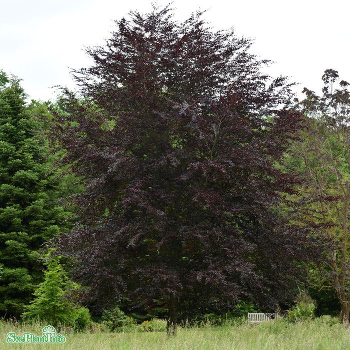 Fagus sylvatica purpurea 'Sämlinge' Klotform Kl 60-70cm