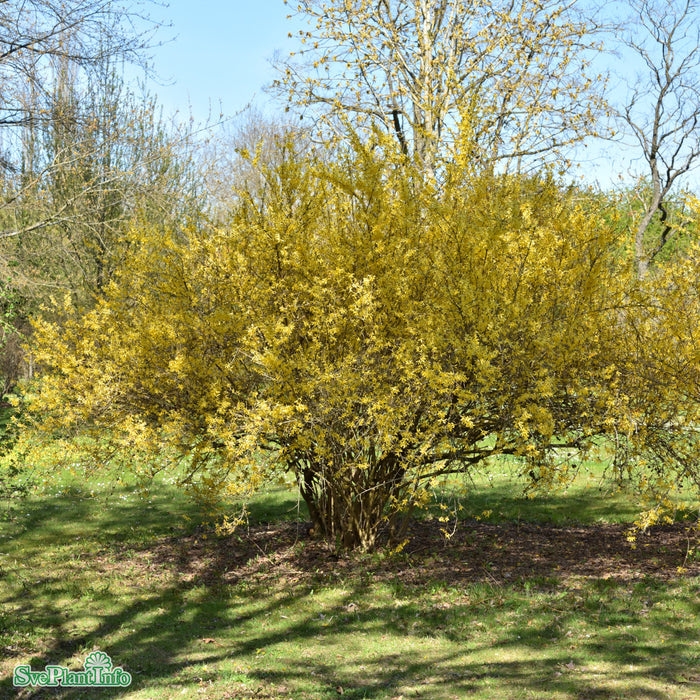 Forsythia x intermedia 'Lynwood' Solitär Kl 150-175cm