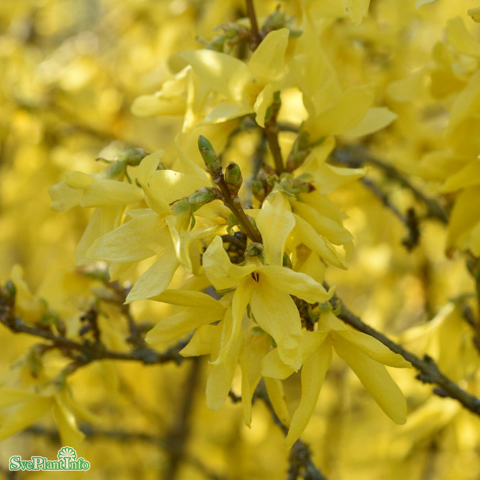 Forsythia x intermedia 'Lynwood' Busk C5