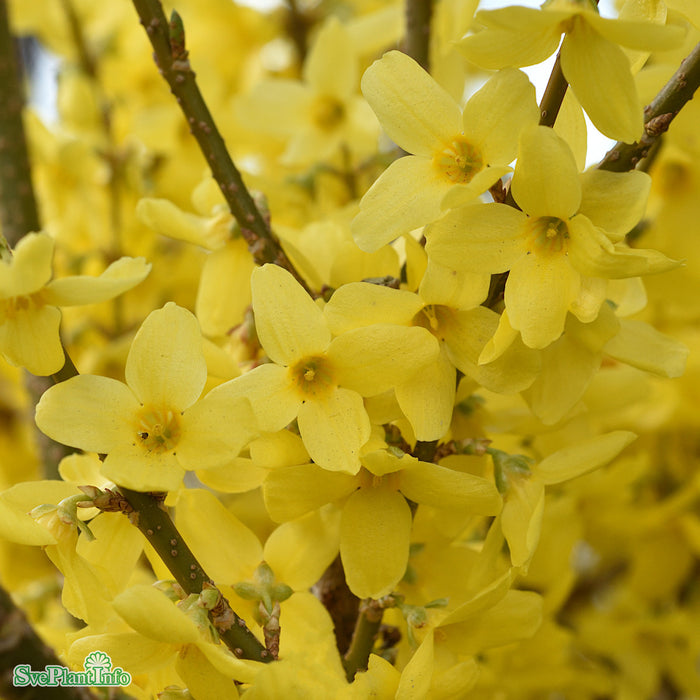 Forsythia x intermedia 'Week-End' C15 XXL 100-125cm