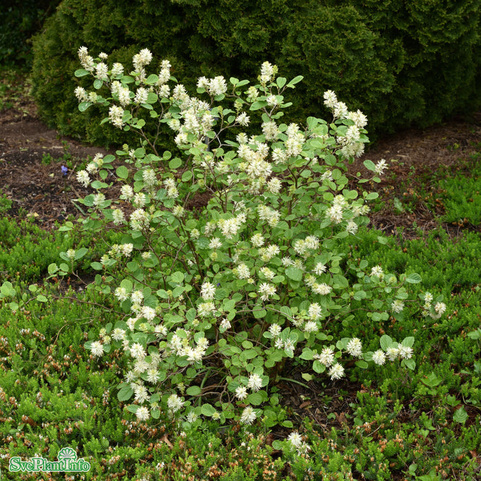 Fothergilla x intermedia 'Blue Shadow' Solitär C7,5 50-60cm