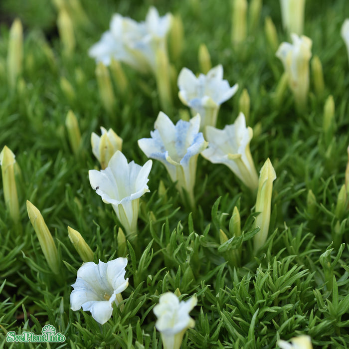 Gentiana sinoornata 'Serenity'