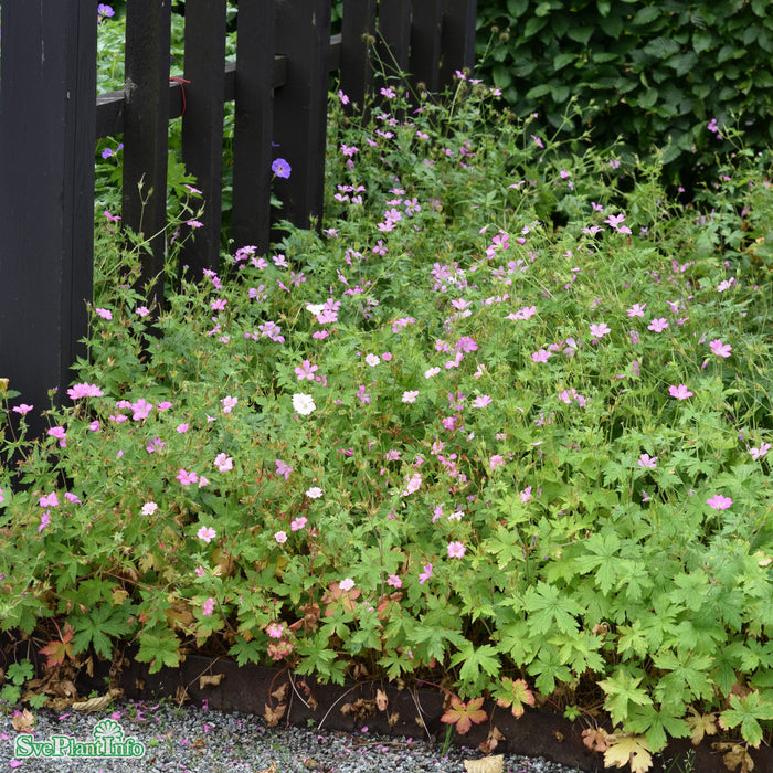 Geranium endressii A-kval