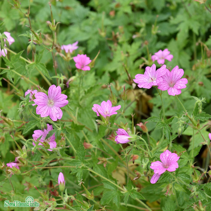 Geranium endressii A-kval