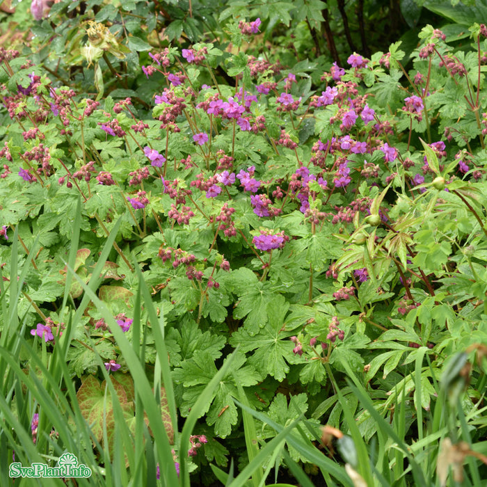 Geranium macrorrhizum 'Bevan's Variety' A-kval