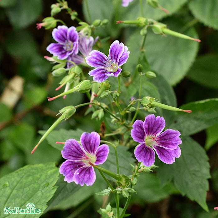 Geranium nodosum 'Clos Du Coudray' A-kval