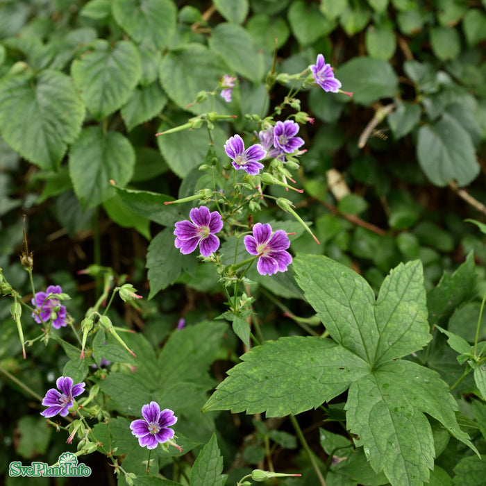Geranium nodosum 'Clos Du Coudray' A-kval