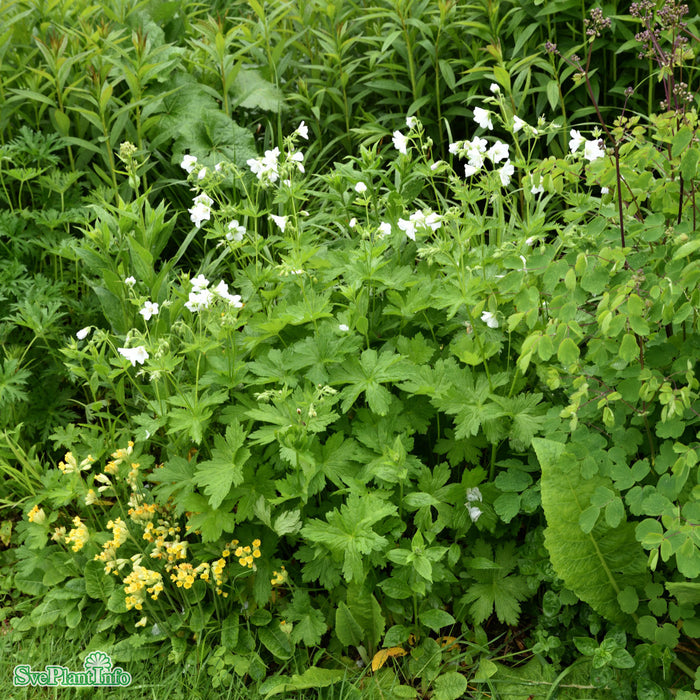 Geranium sylvaticum 'Album' A-kval