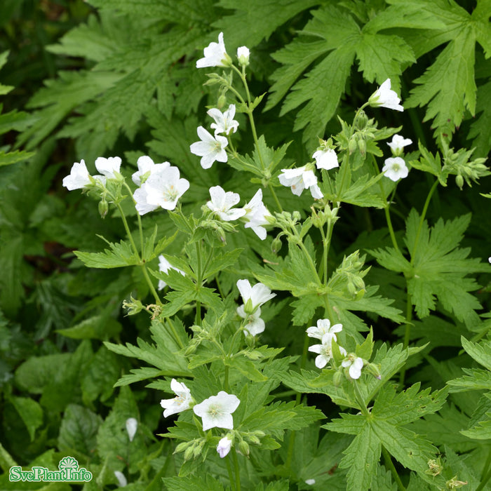 Geranium sylvaticum 'Album' A-kval
