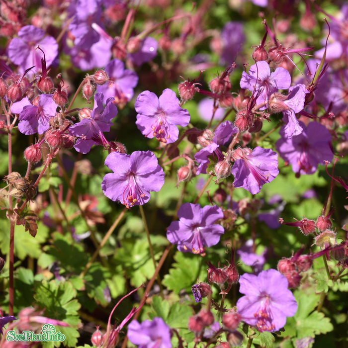 Geranium cantabrigiense 'Karmina' A-kval
