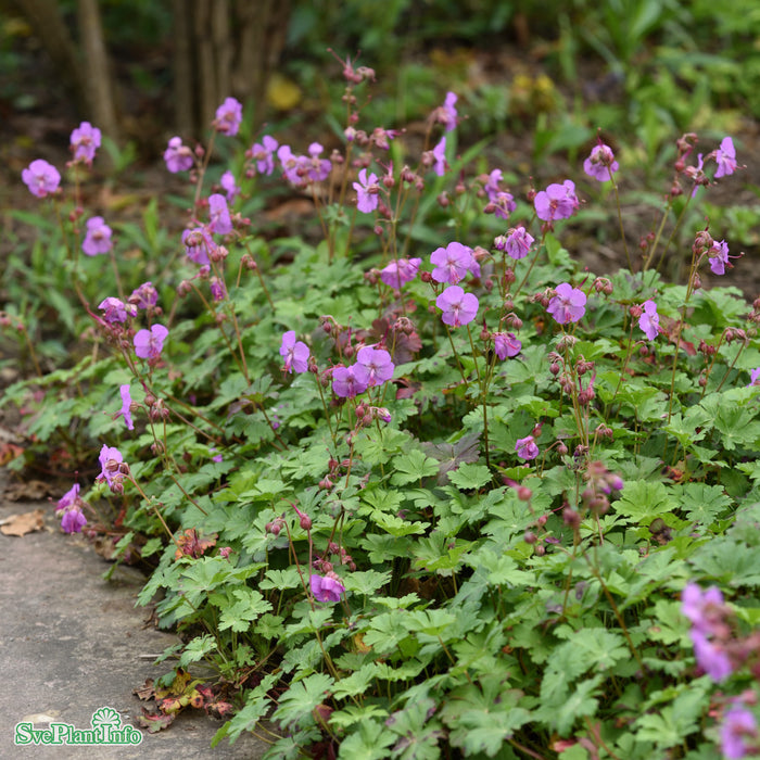 Geranium cantabrigiense 'Karmina' A-kval