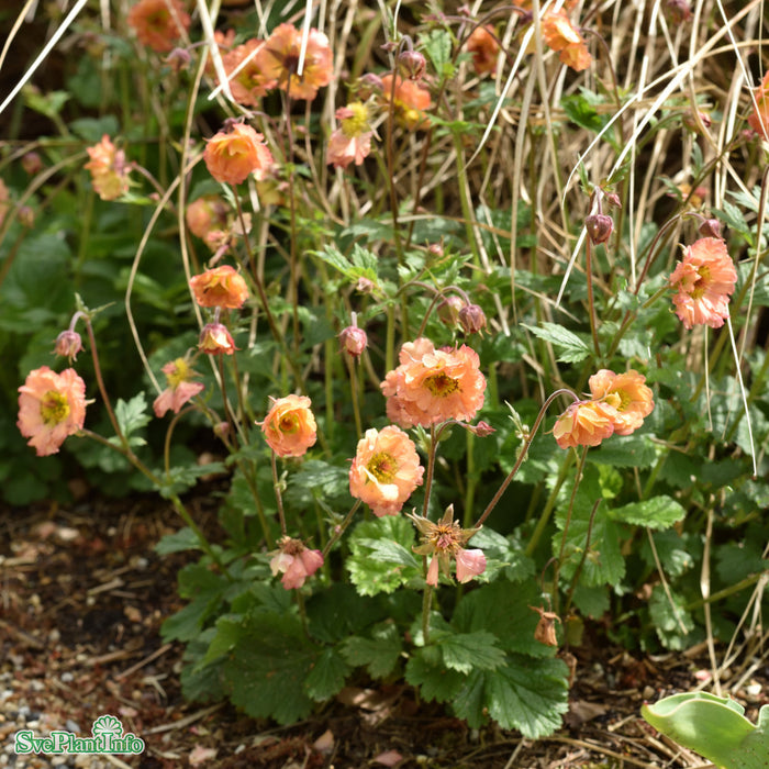 Geum 'Mai Tai' A-kval