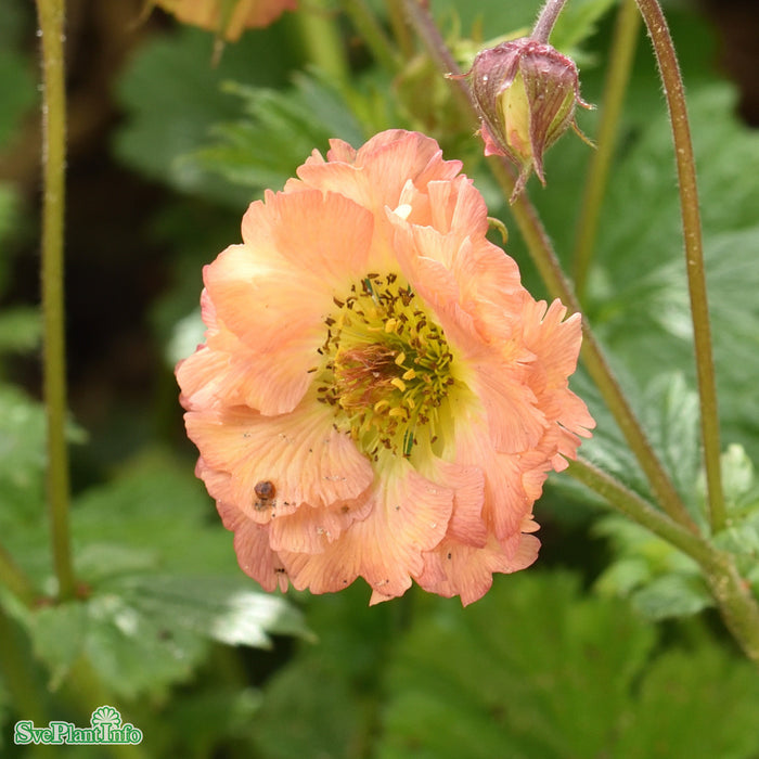 Geum 'Mai Tai' A-kval